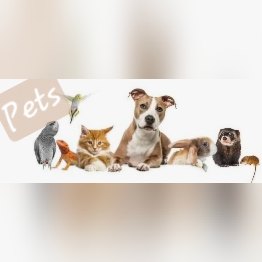 Pet Items